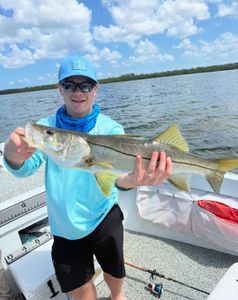Snook fish caught in Holmes Beach during fishing