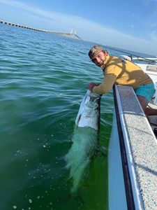Large tarpon being released from fishing boat in Holmes Beach FL waters with Sunshine Skyway Bridge visible in background