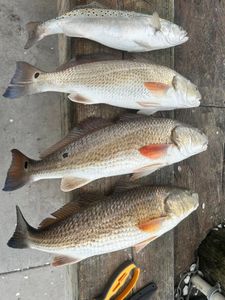 Four redfish and one spotted weakfish caught in TX
