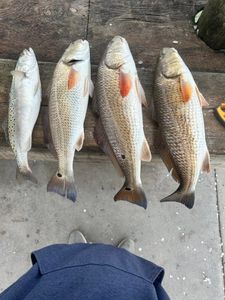 Four Redfish and Spotted Weakfish in Rockport