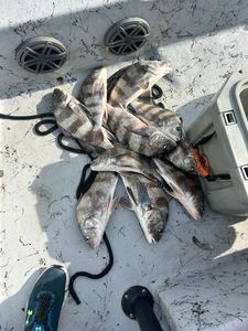 Five black drum fish caught in Rockport