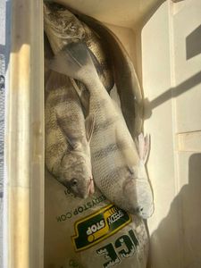 Black Drum fish caught while fishing in Rockport