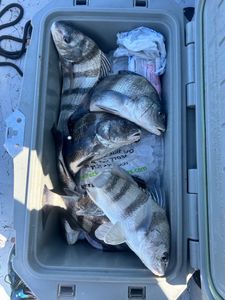 Three black drum fish caught in Rockport