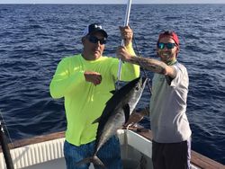 Blackfin tuna fish caught while fishing in Florida