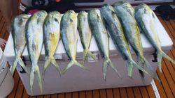 5 bluefish caught fishing in FL