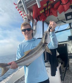Cobia caught while fishing in Florida