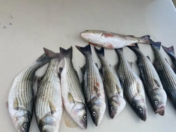 7 striped bass caught in Lottsburg