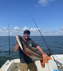 Angler catches a large cobia fish in Lottsburg