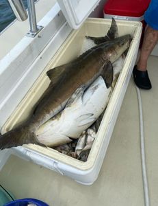 One fish captured in Lottsburg