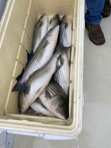 Four Virginia striped bass in the cooler!