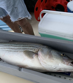 Striped bass caught while fishing in Lottsburg