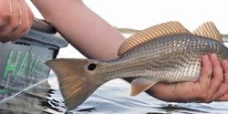 Redfish caught in NC