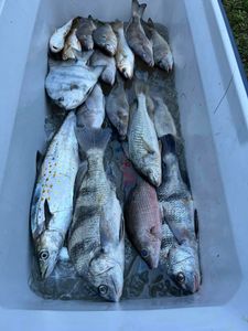 9 black drum and atlantic croaker fish caught in florida