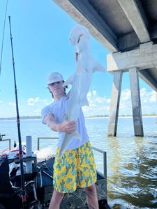 Bonnethead shark fishing in FL