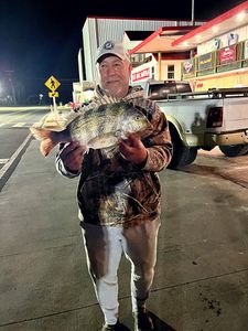 One sheepshead, 17 inches, caught while fishing at Lake City