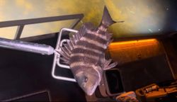Sheepshead fish caught in FL