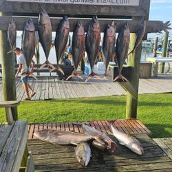 9 Atlantic Bonito fish caught in Gulf Shores