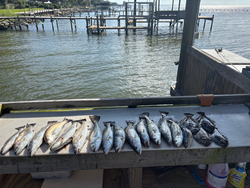 Seven Gulf Shores speckled trout ready for the cooler!