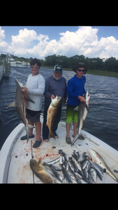 3 bonnethead sharks, fishing in FL