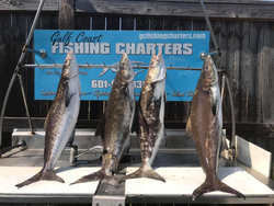 Four king mackerel fish caught while fishing in FL