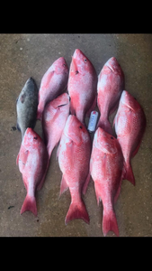 7 mutton snappers caught fishing in FL