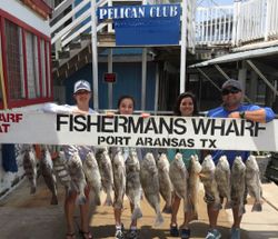 A group of 13 black drum fish caught while fishing in Port Aransas