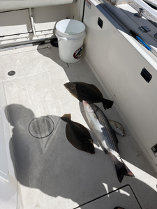 Triple trouble: Striped bass hooked off Yarmouth's coast!