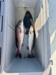 Two redfish and spotted weakfish in Corpus Christi