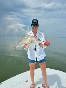 Image of a black drum fish caught in Texas