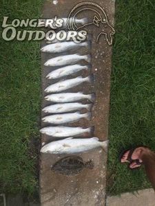 Six fish caught in Corpus Christi during a fishing trip