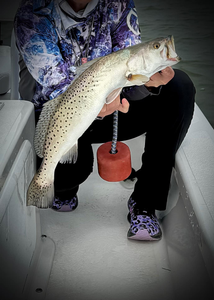 Spotted Weakfish caught in Corpus Christi