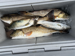Spotted Weakfish caught in Texas