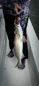 Spotted Weakfish caught while fishing in TX
