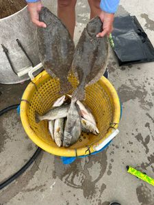 Four summer flounder caught in TX