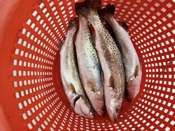 Two spotted weakfish caught while fishing in TX