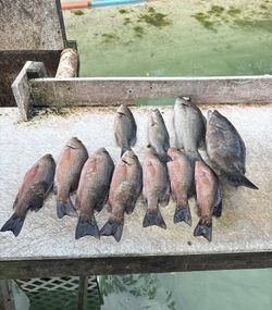 Fresh caught grey snapper lined up on dock in Islamorada FL