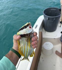 Porkfish caught while fishing in Islamorada FL waters