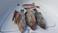Six fish caught in Islamorada during a fishing trip