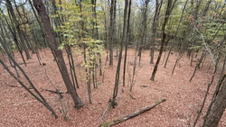 Exciting fishing conditions with partly cloudy skies - the best forest spots deliver!