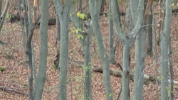 Best forest spots for adventure fishing in partly cloudy conditions.