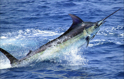 Spectacular Boston blue marlin launches from the depths!