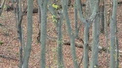 Great wildlife spotting opportunity between casts in Boston CO.