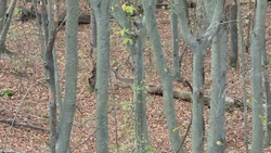 Perfect fishing adventure spot with exciting forest scenery - one of the best locations to explore!