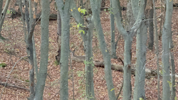 Exciting forest fishing adventure awaits in these best woodland waters.