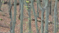 Adventure awaits in these exciting forest waters - one of the best spots to cast a line.