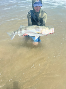 Reeling in a huge Striped Bass under clear Boston skies!