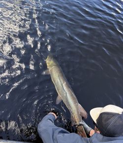 A Blue Catfish caught while fishing in Minocqua