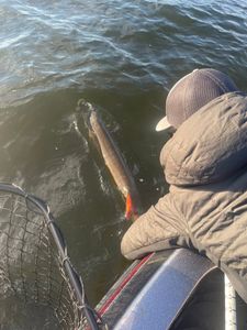 One fisherman's catch in Minocqua