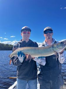 Muskellunge fish caught in WI