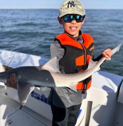 Dusky Smooth-Hound fish caught in New York City